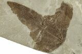 Fossil Sycamore (Macginitiea) Leaf - Green River Formation, Utah #325601-1